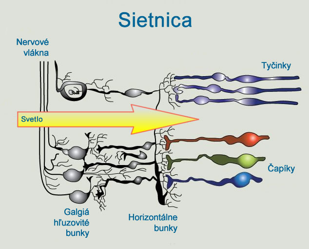 Sietnica sa skladá z veľmi tenkej vrstvy nervových buniek a obsahuje dva druhy fotoreceptorov, tyčiniek a čapíkov. Uzliny-Gangliása tiež nachádzajú v sietnici.